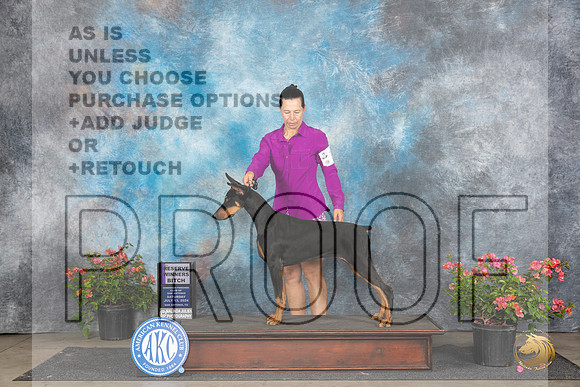 Doberman Pinscher #14 Sat WB Judge Paul F Willhauck__JP_5076_San Antonio_2024_HR3