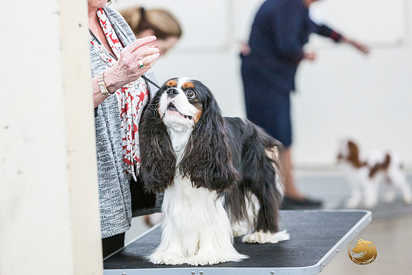 Cavalier King Charles Spaniel Melissa HatfieldJJL_7913_ARK2023_HR3