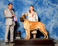 Mastiff #5 Sat BOS Nevada G and J Blackwell Agent Holly Leftwich Judge Ricardo Forastieri Gonzalez