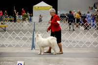 Samoyed Sat Ring