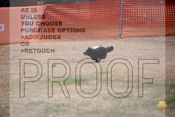 Schipperke Percision Coursing Sat Longview WA 2024_JJL_3751_Longview WA_2024_HR3