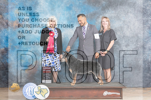Australian Cattle Dog #17 Fri G2 Judge Jan PaulkMJP_0348_Abilene_2023_HR3
