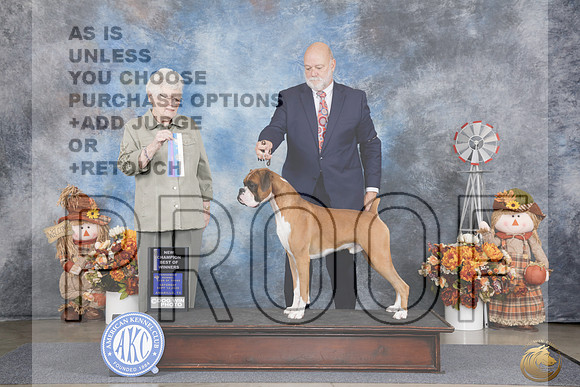 Boxer #15 Sat WD BOW NCH Judge Judith Brown_WP_0030e_Amarillo 2026