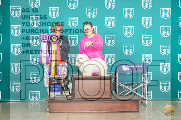 Coton de Tulear #102 Wed BISS Judge Jennifer LandersMJP_3563_Premier2023_HR3