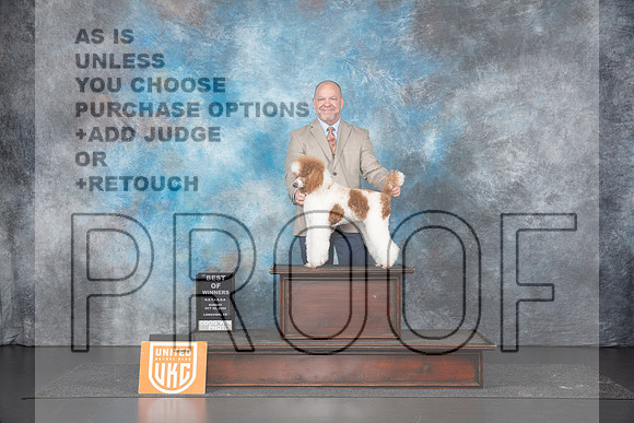 Poodle Std MC #110 Sun BOW Judge Terri Rein__JP_1436_UKCLNGVIEWOCT2024_2024_HR3