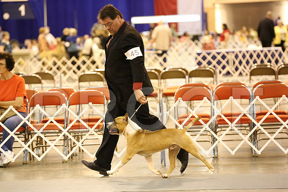 AmStaff-3842-HR300
