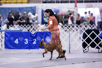 German Pinscher Sat Ring HR Abilene May 2013