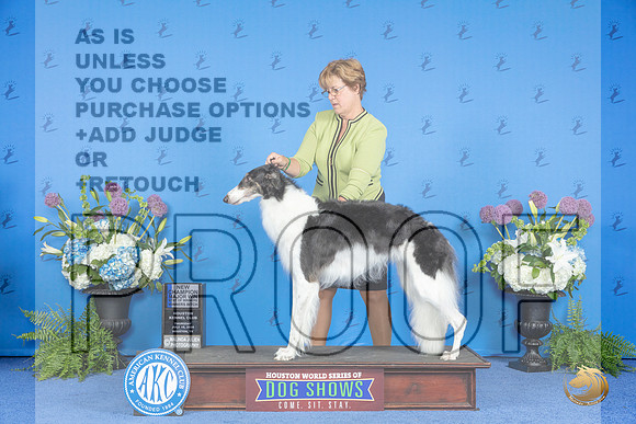 Borzoi #30 THUR WB BOW NC M Judge Dabbie Freeman__JP_8136_Houston_2024_HR3