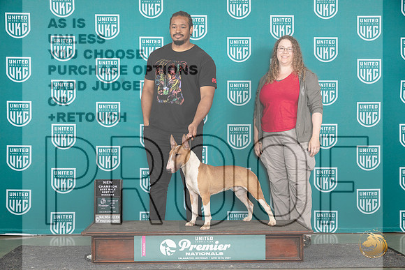 Bull Terrier #1414 Sat BOWCH Judge Carianna Glenn__JP_3280_Premier_2024_HR3