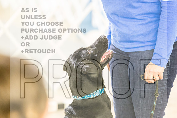 Labrador Retriever #21 Rings-JJL_8015_Abilene 2023-HR3