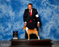 Basenji #7 Sun BOW Behles JD Rjwalley