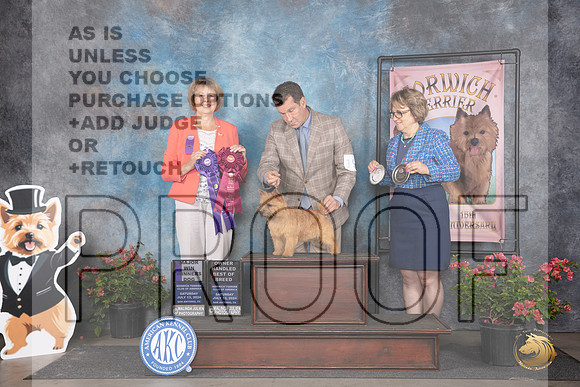 Norwich Terrier #19 Sat WDMOHBOB Judge Cathy Thompson-Morgan__JP_5327_San Antonio_2024_HR3