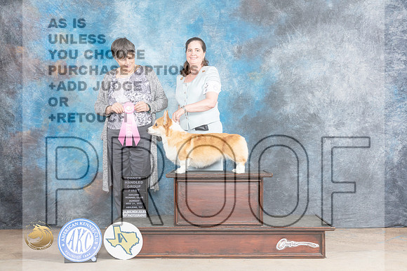 Pembroke Welsh Corgi #6 Sun OHG1 Judge Sheree SanchezMJP_1802_Abilene_2023_HR3