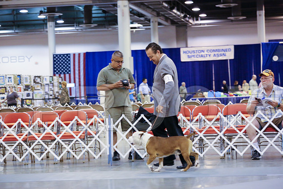 AmStaff-8240-HstnJ13HR