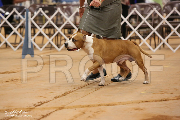 AmStaff-0371-Tex2013 HR3