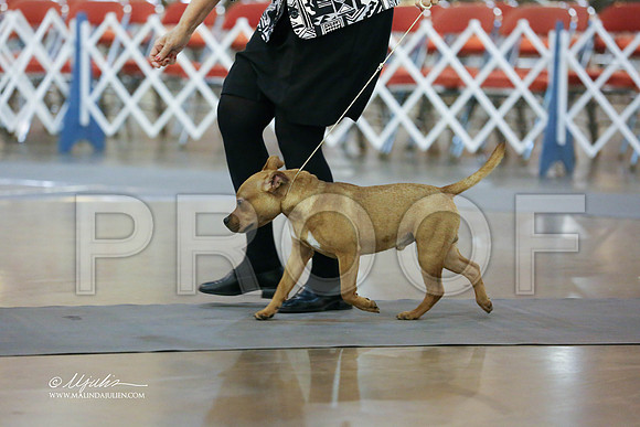 staffy-0015-HR