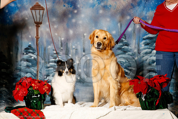 _ST_1428-PetsWestDec2015-HR3