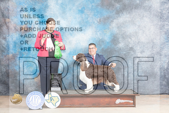 English Springer Spaniel #9  VETBIS Judge Cindy KnoxMJP_1612_Abilene_2023_HR3