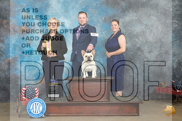 French Bulldog #31 Fri BOB Judge Jacqueline L Stacy r_MJ_6253e_Ark2023_HR3