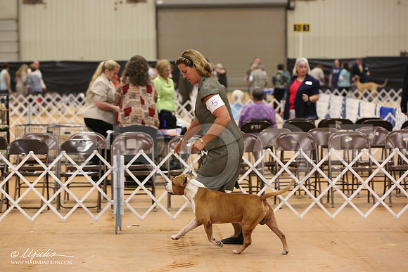 AmStaff-0360-Tex2013 HR3