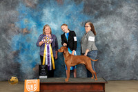 Vizsla #369 Fri ABIS Judge Tracey Kallas