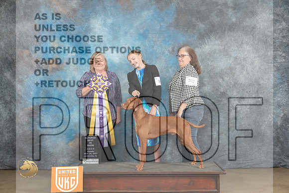Vizsla #369 Fri ABIS Judge Tracey KallasMJP_2137_UKCLNVWMAY2023_HR3