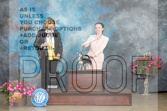 Chihuahua Smooth #9 Sun Judge Linn Klingel Brown_MJ_7370_ARK2023_HR3