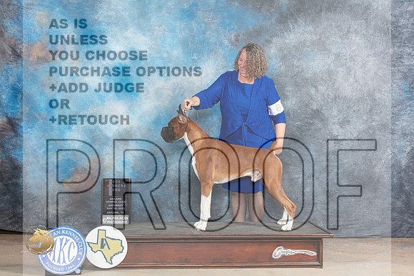 Boxer #7 Sat BOSWD Judge Terry BerriosMJP_1239_Abilene_2023_HR3