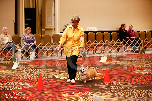 _JJ_7528-HstnCorgiFeb2015-HR3