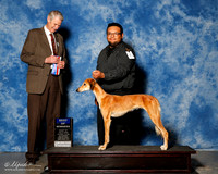Saluki #6 Sat BOW Kyser Margaret Judge Jon cole