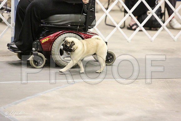 Pug-7683-AbiMay13HR