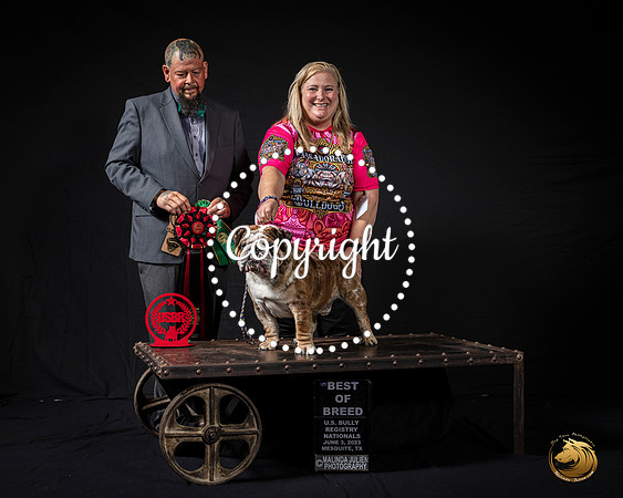 English Bulldog #119 BOB Judge PerezMJP_3148_USBRNat2023_HR3