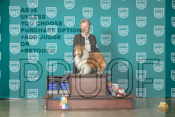 Shetland Sheepdog #46 Wed VetsweepsMJP_3620_Premier2023_HR3