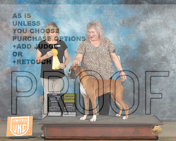 Boxer #389 Sun BOBG4 CH Judge Lynn Martin-MJP_2841e_UKCLNGVWMAY 2023-HR3