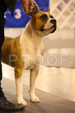 AmStaff-3831-HR300