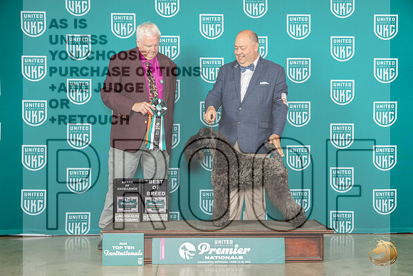Kerry Blue Terrier #895 to10 Judge Pat O'DonnellMJP_4086_Premier2023_HR3
