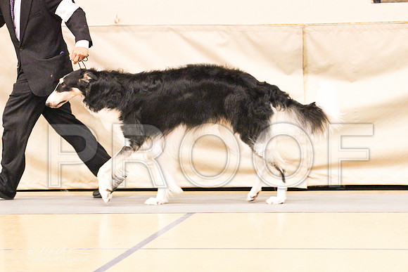 Borzoi-9543LR