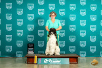 Poodle Std #? Fri NB 4th Place