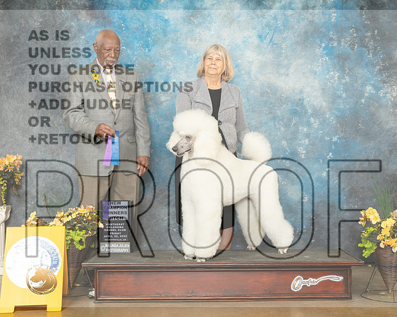 Poodle Std #14 Fri WBNCh Judge Eugene Blake-MMJ_9634-NWARK2022-HR3