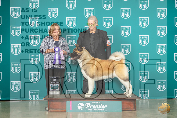 American Akita #1377 Fri BOB Judge Tracy KallasMJP_4449_Premier2023_HR3