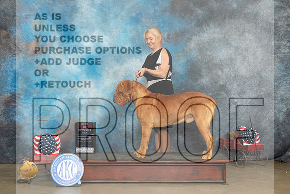 Dogue de Bordeaux #5 Thurs BOS Judge Jacqueline L Stacy_MJ_5421_ARK2023_HR3