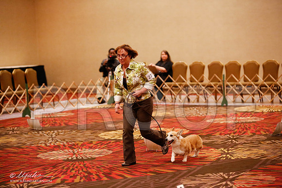 _JJ_7961-HstnCorgiFeb2015-HR3