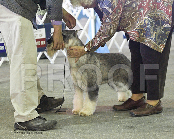 Standard Schnauzer - 0016-2