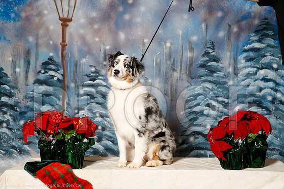 _ST_1275-PetsWestDec2015-HR3