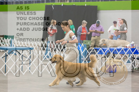 Golden Retriever #35 Sun Rings_JJL_8714_Abilene2023-HR3