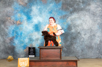 Poodle Miniature #136 FRi PBIS Judge Tracy Kalas