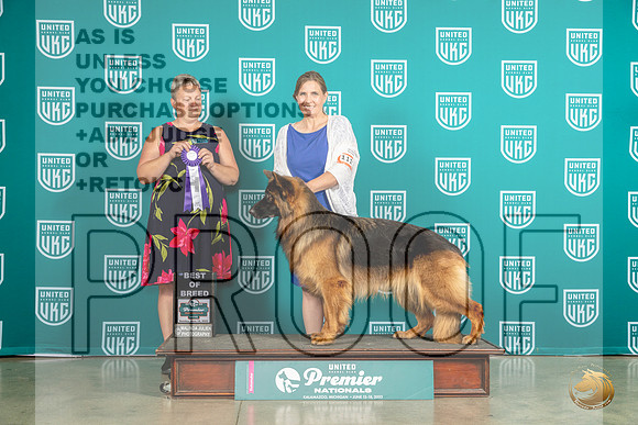 German Shepherd Dog #1115 Sun BOB Judge Renee StrongMJP_5896_Premier2023_HR3