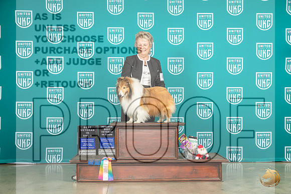 Shetland Sheepdog #46 Wed VetsweepsMJP_3617_Premier2023_HR3