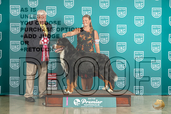 Bernese Mountain Dog #1143 Sun G2 Judge Pat O'DonnellMJP_6119_Premier2023_HR3
