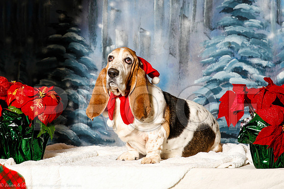 _ST_1450 copy-PetsWestDec2015-HR3